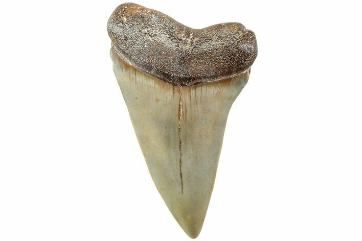 Fossil Broad-Toothed Mako Shark Tooth - North Carolina #235226